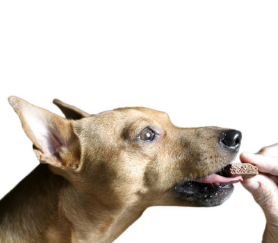 Des friandises pour récompenser votre chien