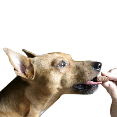 Des friandises pour récompenser votre chien