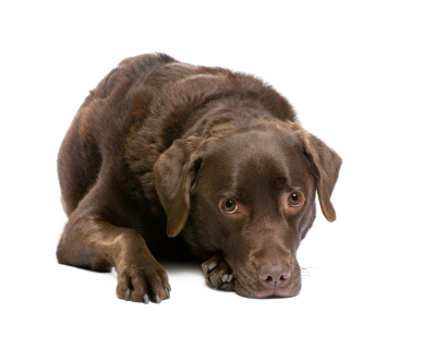 Les coprophagie est l'ingestion d'excréments par le chien