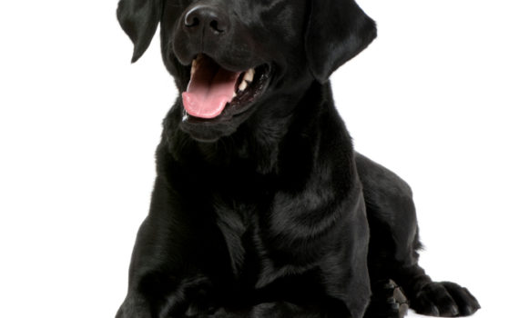 Chienne Labrador