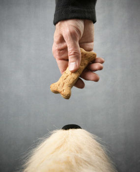 Friandises pour chien