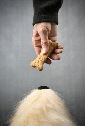 Friandises pour chien