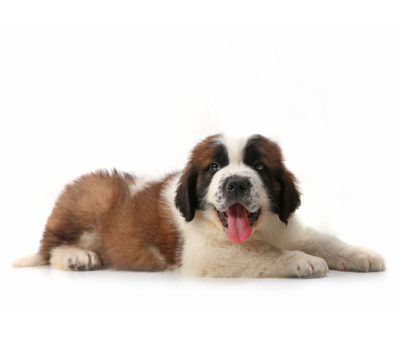 Le chiot Saint-Bernard