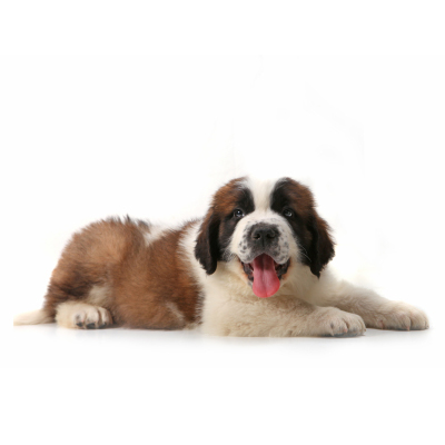 Le chiot Saint-Bernard