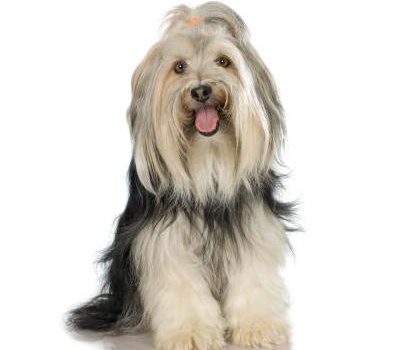 chien qui tire la langue