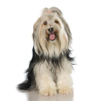 chien qui tire la langue