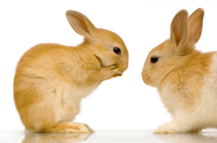 Les bébés lapins