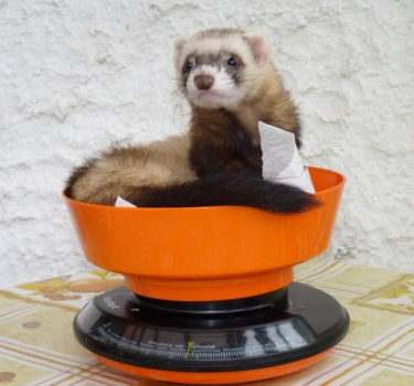 Les principaux troubles digestifs du furet