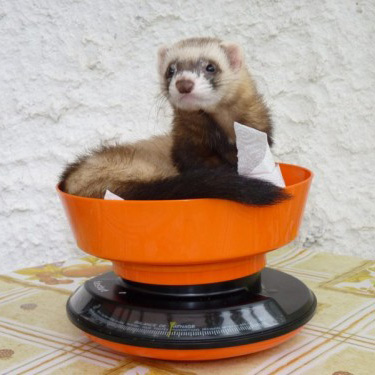 Les principaux troubles digestifs du furet