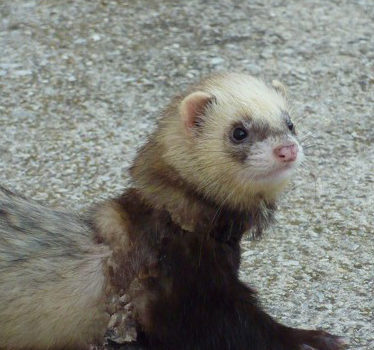 Les maladies respiratoires chez le furet