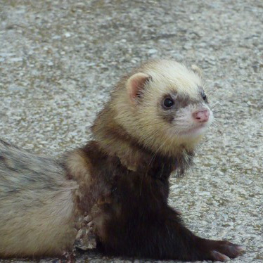 Les maladies respiratoires chez le furet