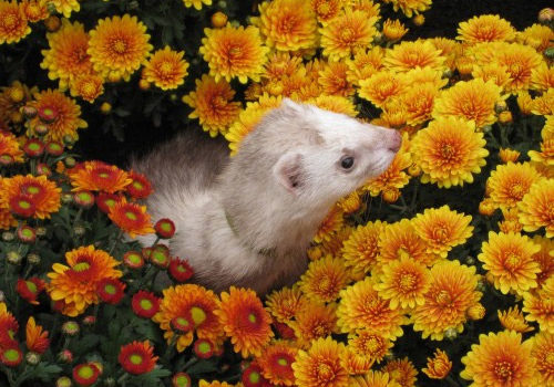 Furet dans les fleurs