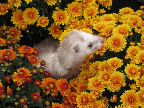 Furet dans les fleurs