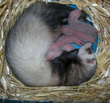 Furette et ses furetons