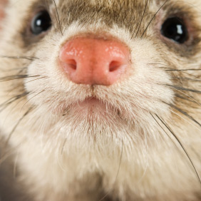 La grippe du furet