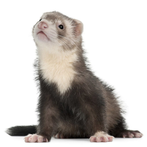 Furet sur fond blanc