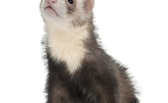 Furet sur fond blanc