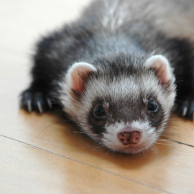 Furet couché