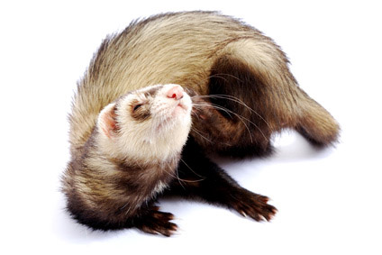 les parasites du furet