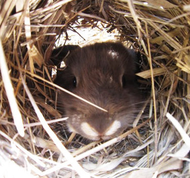 Lapin Amber dans le foin
