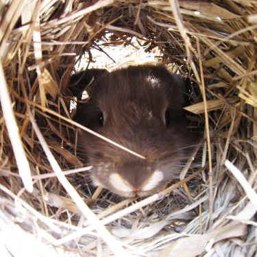 Lapin Amber dans le foin