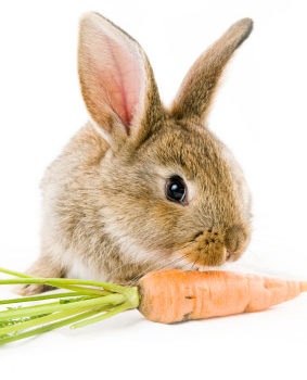 Lapin et sa carotte