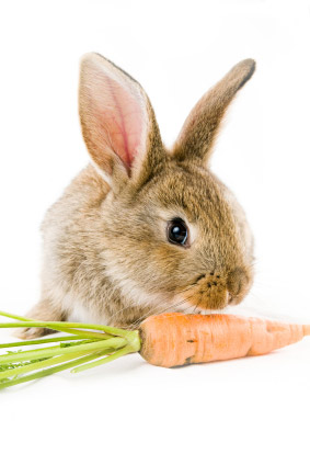 Lapin et sa carotte