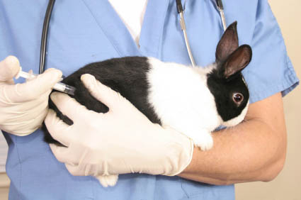 Lapin chez le vétérinaire