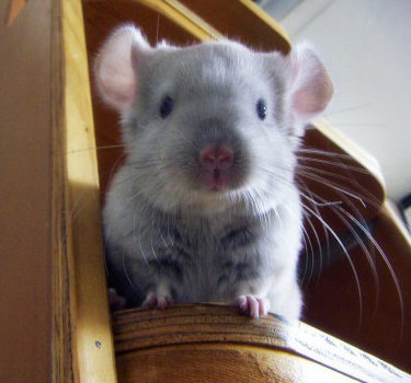 Jeune chinchilla
