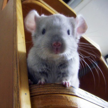 Jeune chinchilla