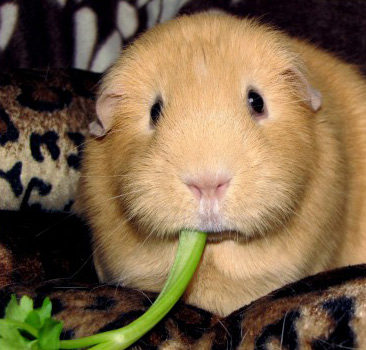 Cobaye Peanut