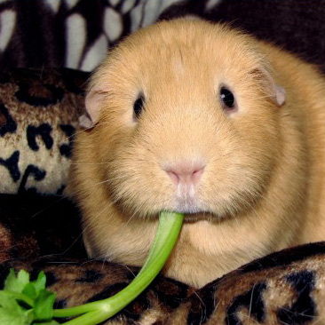 Cobaye Peanut