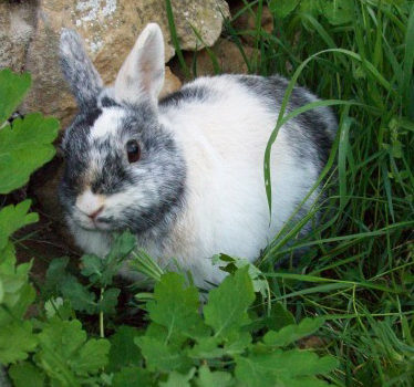 Lapine Caline