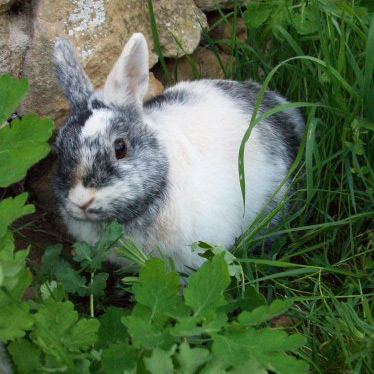 Lapine Caline