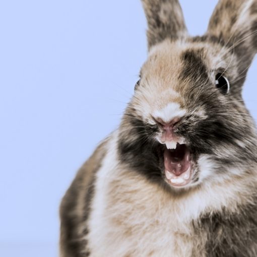 Les affections de la bouche chez les rongeurs et lapins