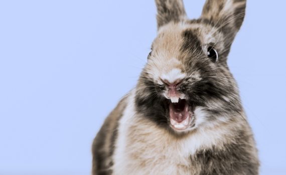 Les affections de la bouche chez les rongeurs et lapins