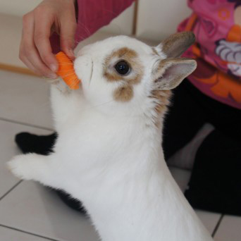 Le lapin Flocon mange une carotte