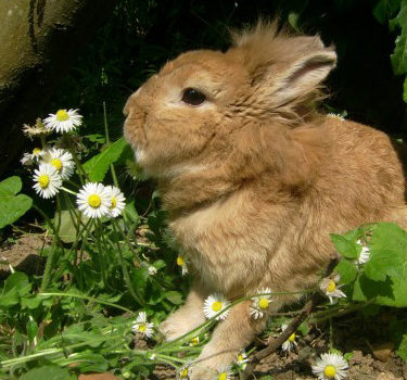 Lapin Caramel