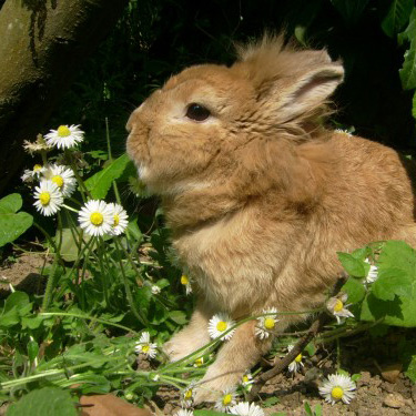 Lapin Caramel