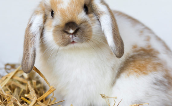 Lapin bélier dans la paille