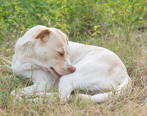 manifestations-allergies-chien