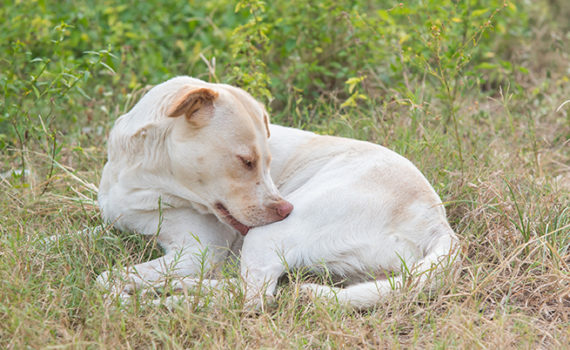 manifestations-allergies-chien