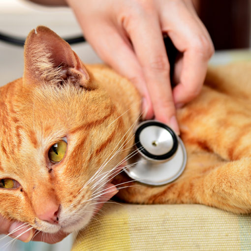 Le typhus du chat