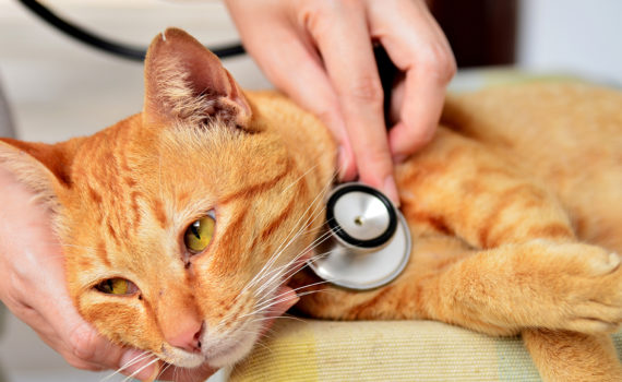 Le typhus du chat