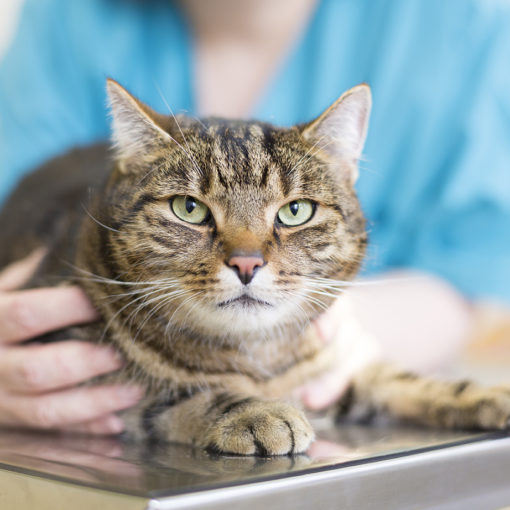 Le coryza du chat