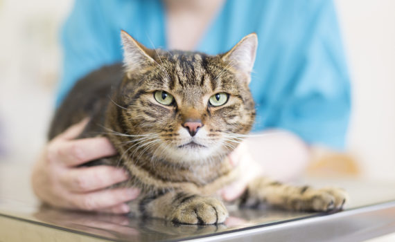 Le coryza du chat