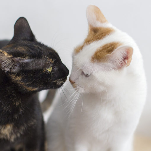 La cohabitation entre chats