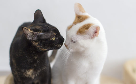La cohabitation entre chats