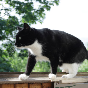 Chat sur le rebord d'une fenêtre
