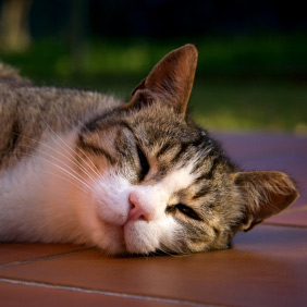 Le chat résiste assez bien aux fortes chaleurs